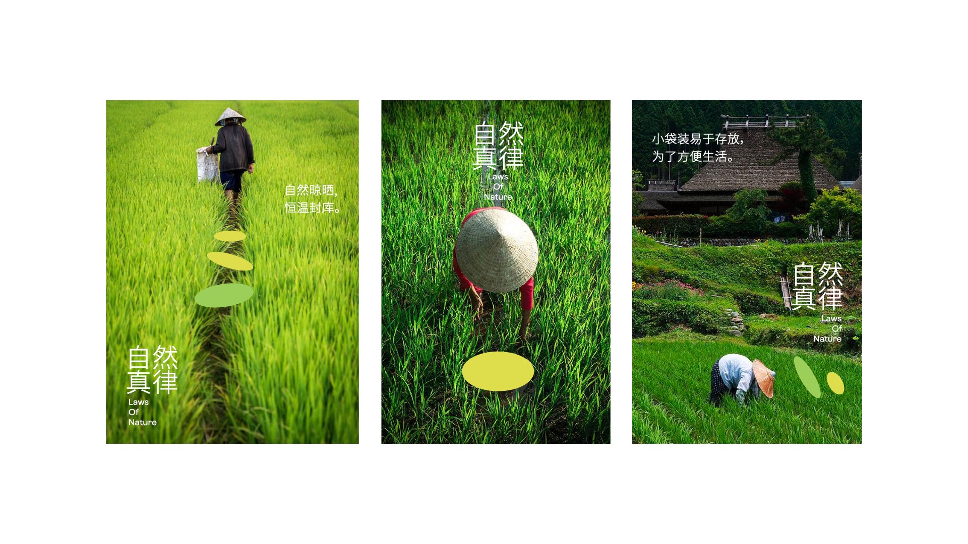 特色農(nóng)產(chǎn)品包裝設(shè)計(jì).jpeg 特色農(nóng)產(chǎn)品包裝設(shè)計(jì).jpeg